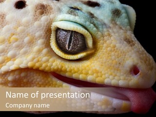 A Leopard Gecko Is Sticking His Tongue Out. PowerPoint Template