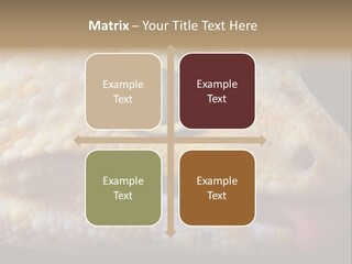 A Leopard Gecko Is Sticking His Tongue Out. PowerPoint Template