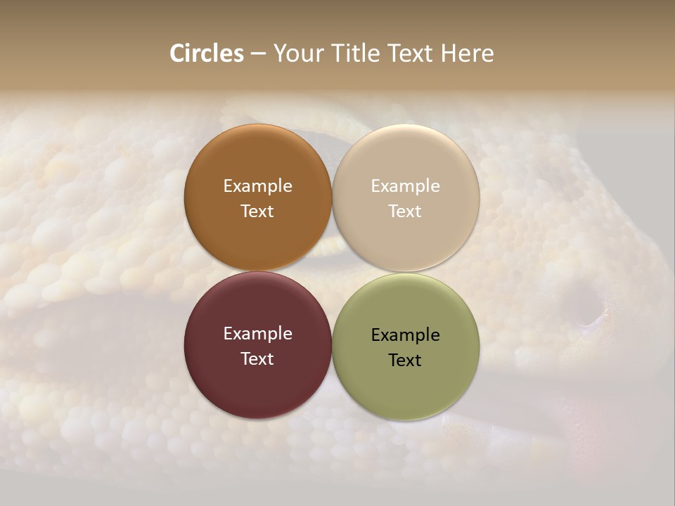 A Leopard Gecko Is Sticking His Tongue Out. PowerPoint Template