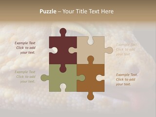 A Leopard Gecko Is Sticking His Tongue Out. PowerPoint Template