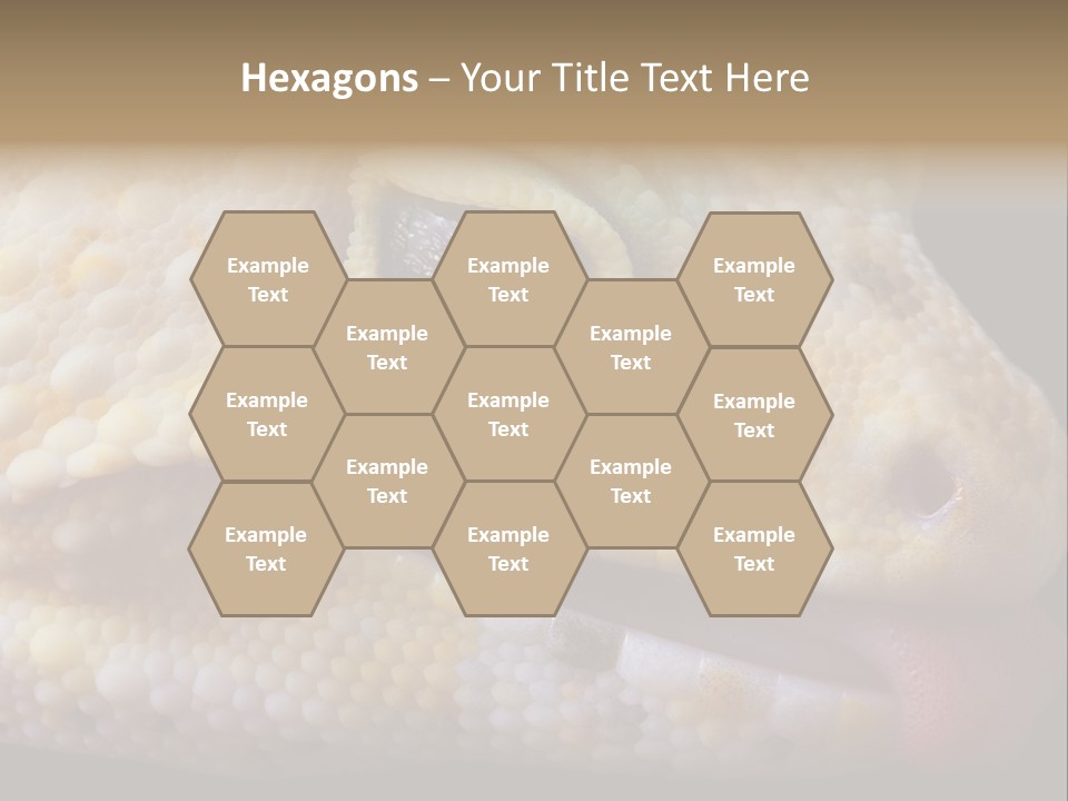 A Leopard Gecko Is Sticking His Tongue Out. PowerPoint Template