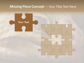 A Leopard Gecko Is Sticking His Tongue Out. PowerPoint Template