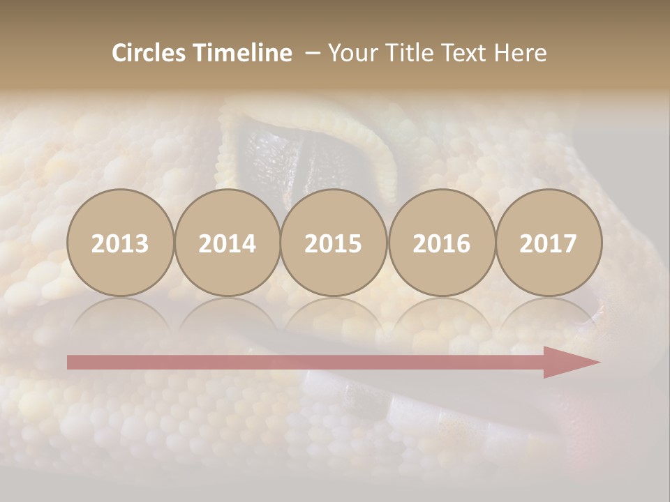 A Leopard Gecko Is Sticking His Tongue Out. PowerPoint Template