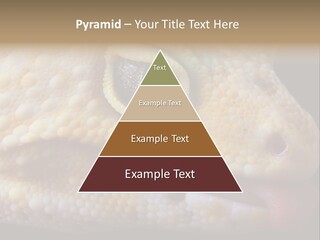 A Leopard Gecko Is Sticking His Tongue Out. PowerPoint Template