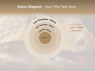 A Leopard Gecko Is Sticking His Tongue Out. PowerPoint Template