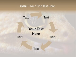 A Leopard Gecko Is Sticking His Tongue Out. PowerPoint Template