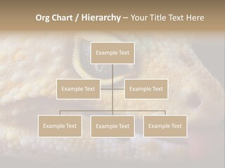 A Leopard Gecko Is Sticking His Tongue Out. PowerPoint Template