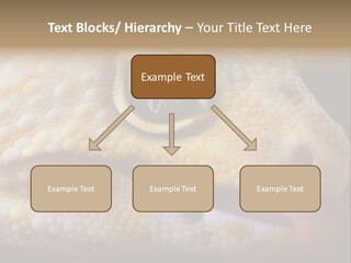 A Leopard Gecko Is Sticking His Tongue Out. PowerPoint Template