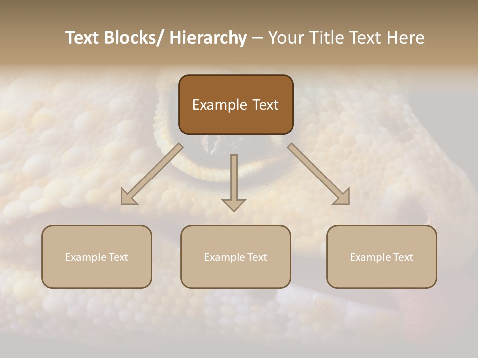 A Leopard Gecko Is Sticking His Tongue Out. PowerPoint Template