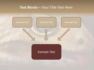 A Leopard Gecko Is Sticking His Tongue Out. PowerPoint Template