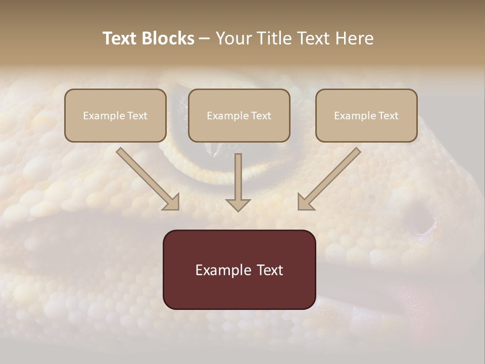 A Leopard Gecko Is Sticking His Tongue Out. PowerPoint Template