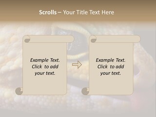 A Leopard Gecko Is Sticking His Tongue Out. PowerPoint Template