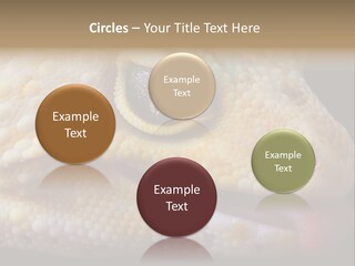 A Leopard Gecko Is Sticking His Tongue Out. PowerPoint Template
