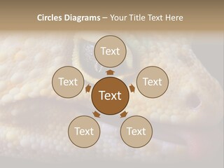 A Leopard Gecko Is Sticking His Tongue Out. PowerPoint Template