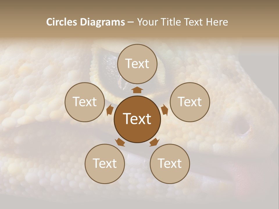 A Leopard Gecko Is Sticking His Tongue Out. PowerPoint Template