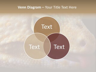 A Leopard Gecko Is Sticking His Tongue Out. PowerPoint Template