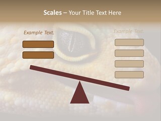A Leopard Gecko Is Sticking His Tongue Out. PowerPoint Template