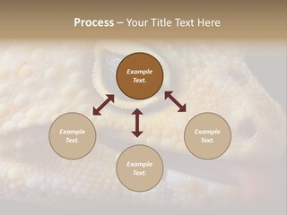 A Leopard Gecko Is Sticking His Tongue Out. PowerPoint Template