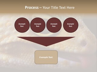 A Leopard Gecko Is Sticking His Tongue Out. PowerPoint Template