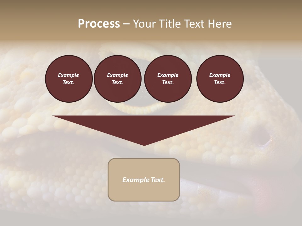 A Leopard Gecko Is Sticking His Tongue Out. PowerPoint Template