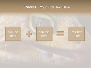 A Leopard Gecko Is Sticking His Tongue Out. PowerPoint Template