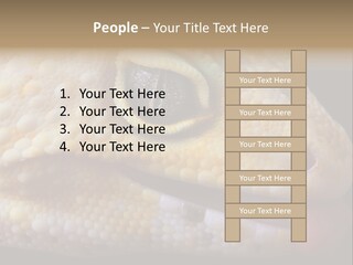 A Leopard Gecko Is Sticking His Tongue Out. PowerPoint Template