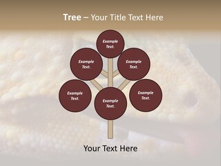 A Leopard Gecko Is Sticking His Tongue Out. PowerPoint Template