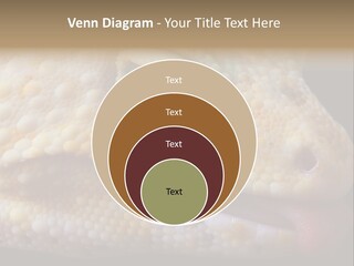 A Leopard Gecko Is Sticking His Tongue Out. PowerPoint Template