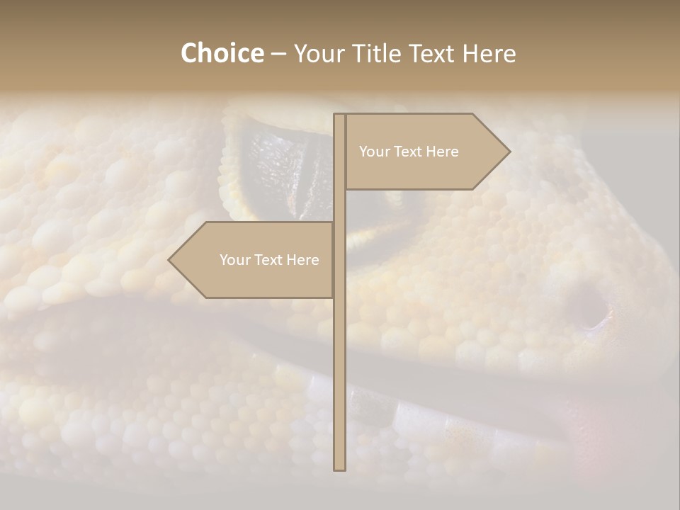 A Leopard Gecko Is Sticking His Tongue Out. PowerPoint Template