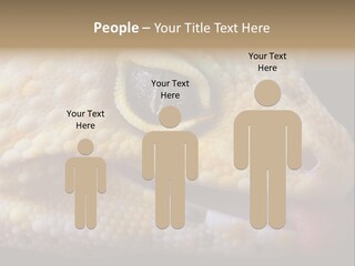 A Leopard Gecko Is Sticking His Tongue Out. PowerPoint Template