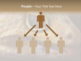 A Leopard Gecko Is Sticking His Tongue Out. PowerPoint Template