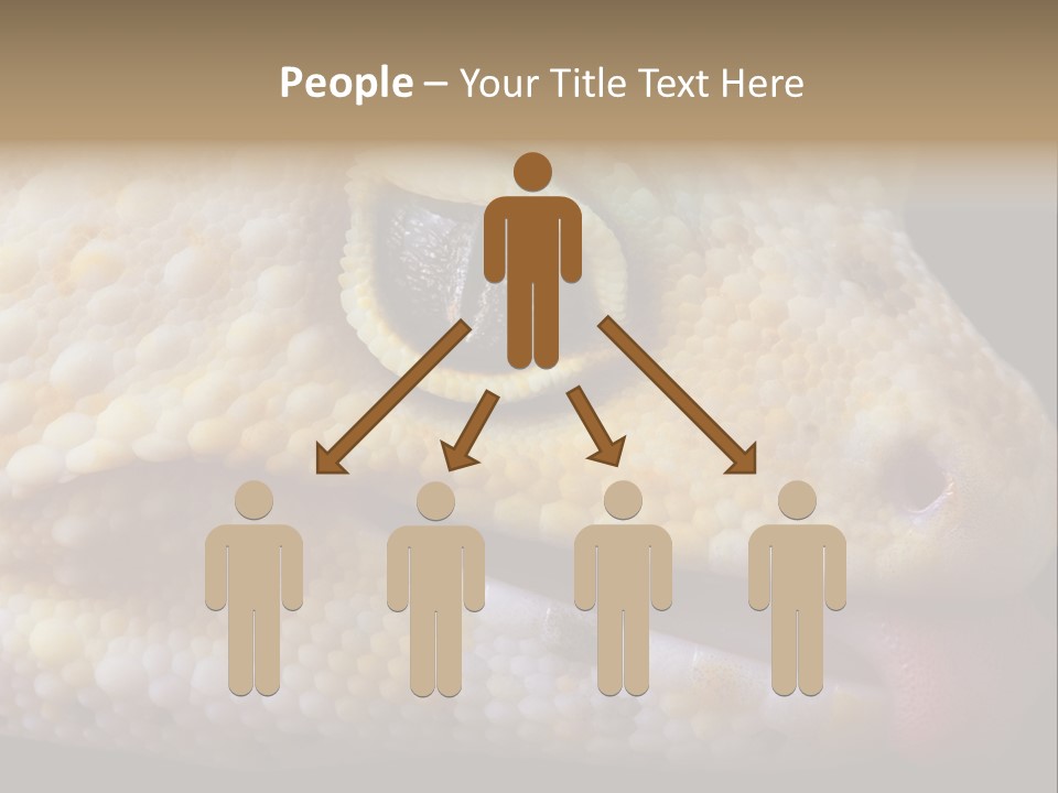 A Leopard Gecko Is Sticking His Tongue Out. PowerPoint Template