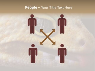 A Leopard Gecko Is Sticking His Tongue Out. PowerPoint Template