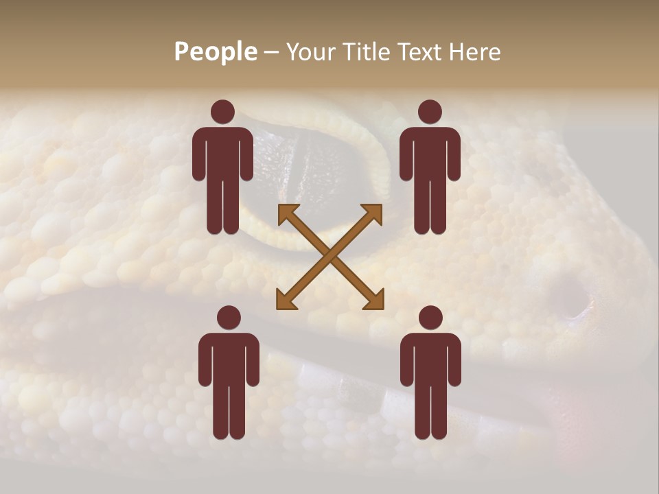 A Leopard Gecko Is Sticking His Tongue Out. PowerPoint Template