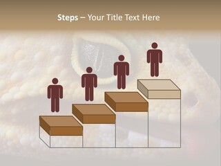 A Leopard Gecko Is Sticking His Tongue Out. PowerPoint Template