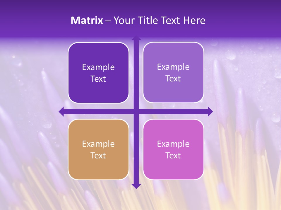 Close Up Of Purple Water Lily PowerPoint Template