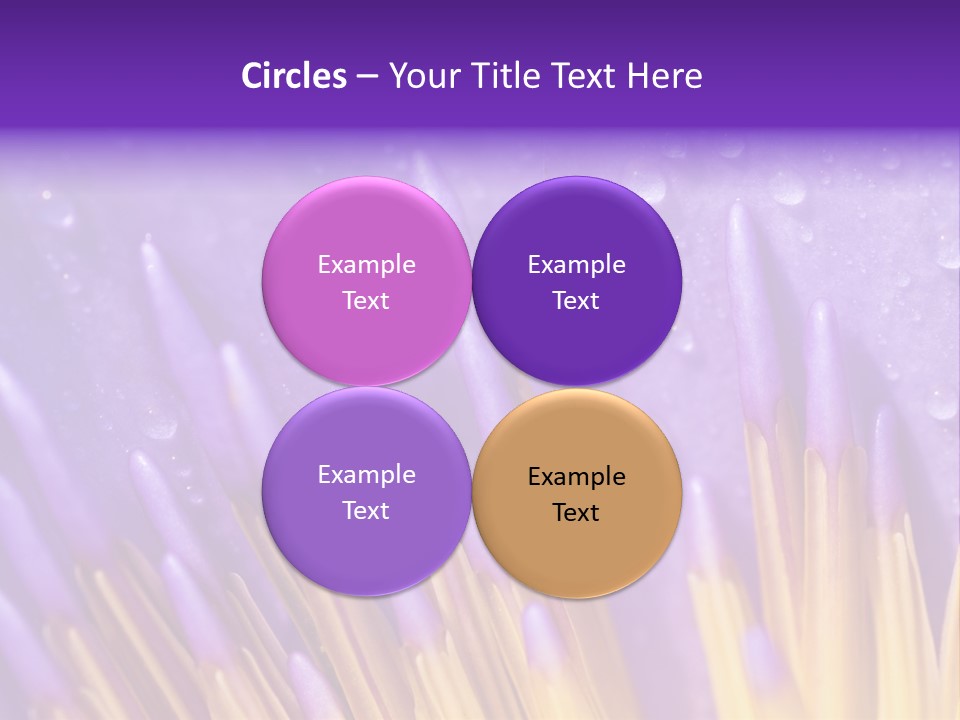 Close Up Of Purple Water Lily PowerPoint Template