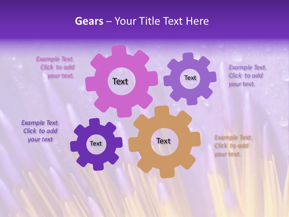 Close Up Of Purple Water Lily PowerPoint Template