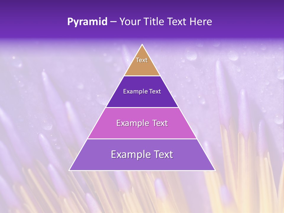 Close Up Of Purple Water Lily PowerPoint Template