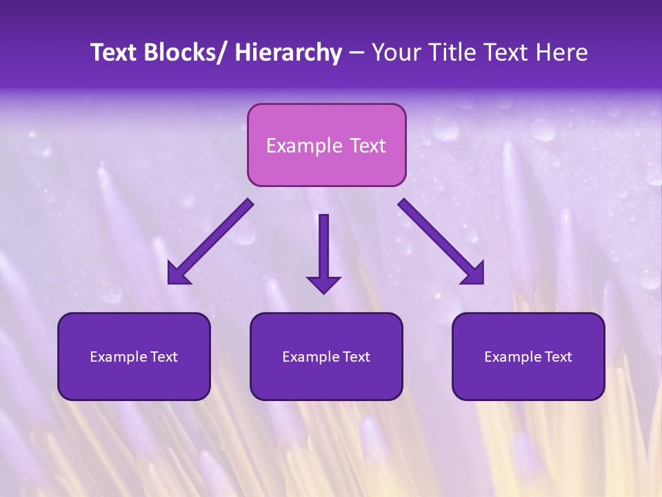 Close Up Of Purple Water Lily PowerPoint Template
