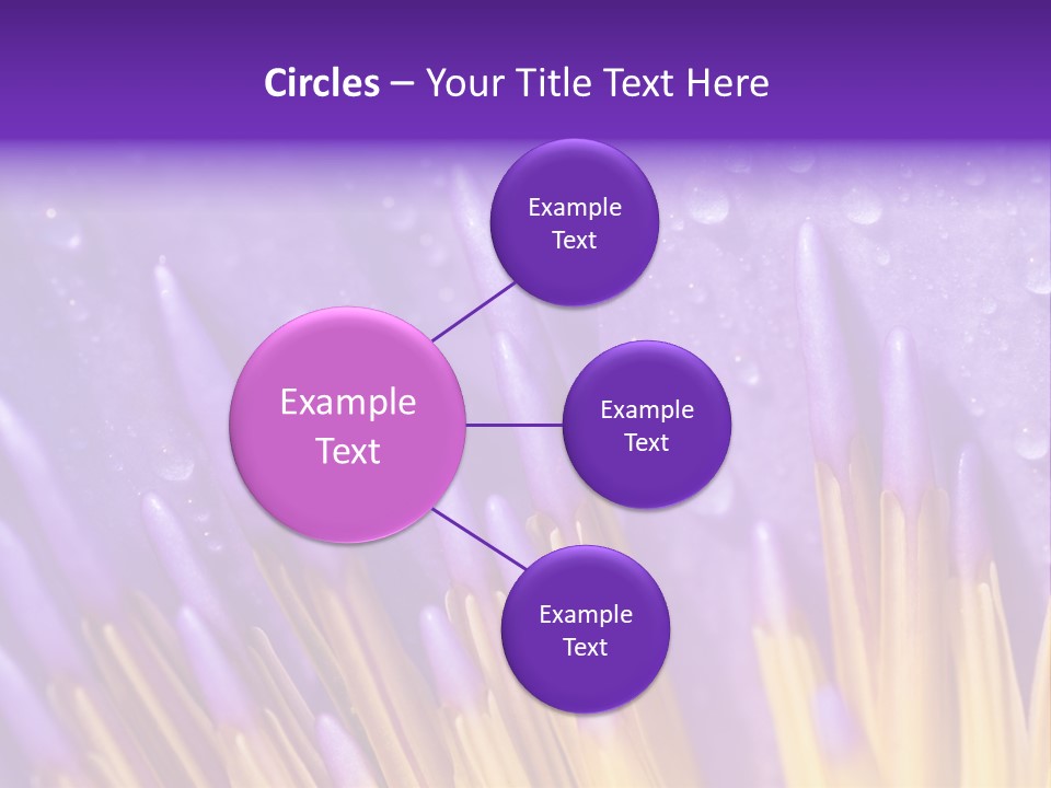 Close Up Of Purple Water Lily PowerPoint Template