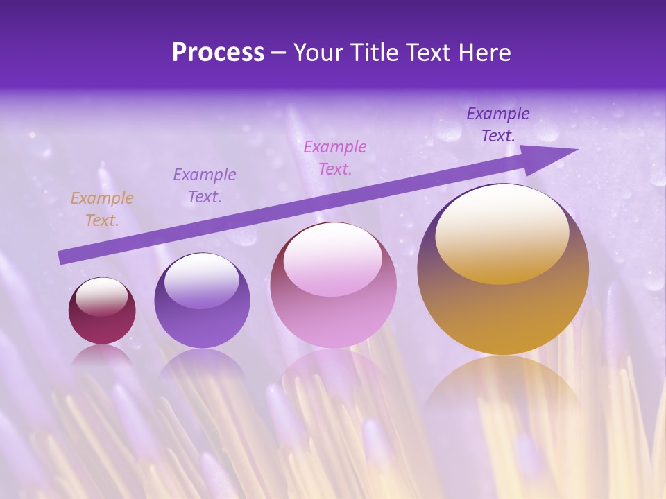 Close Up Of Purple Water Lily PowerPoint Template