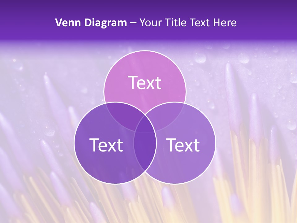 Close Up Of Purple Water Lily PowerPoint Template