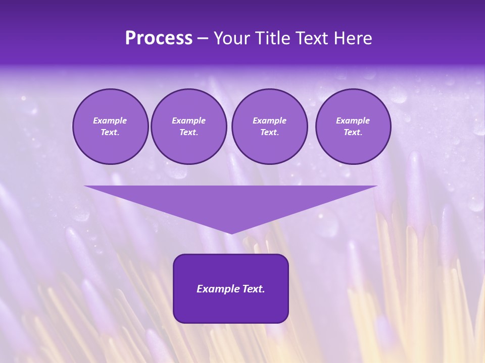 Close Up Of Purple Water Lily PowerPoint Template