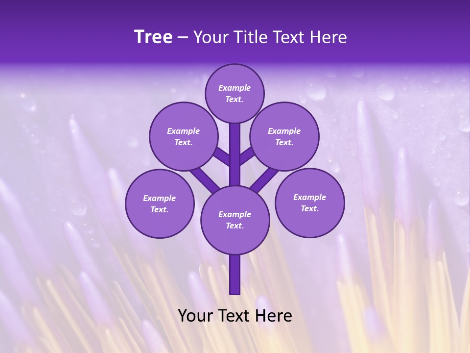 Close Up Of Purple Water Lily PowerPoint Template
