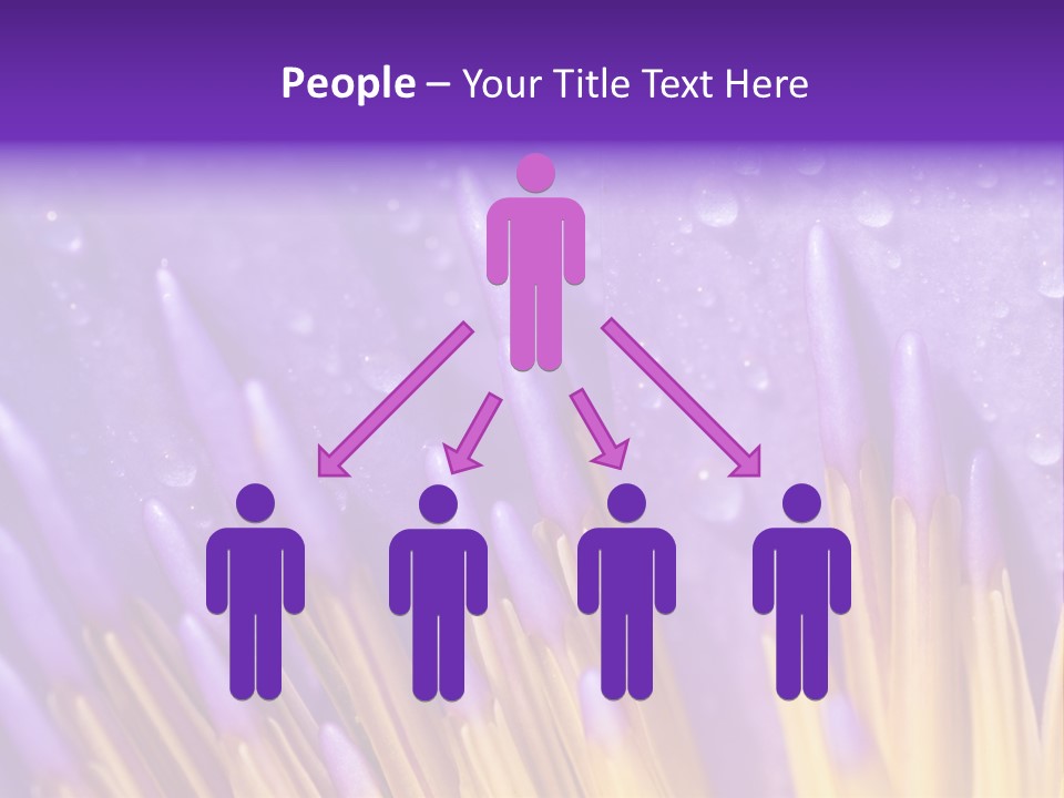 Close Up Of Purple Water Lily PowerPoint Template