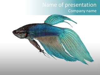 Close-Up On A Fish Skin - Blue Siamese Fighting Fish - Betta Splendens In Front Of A White Background PowerPoint Template