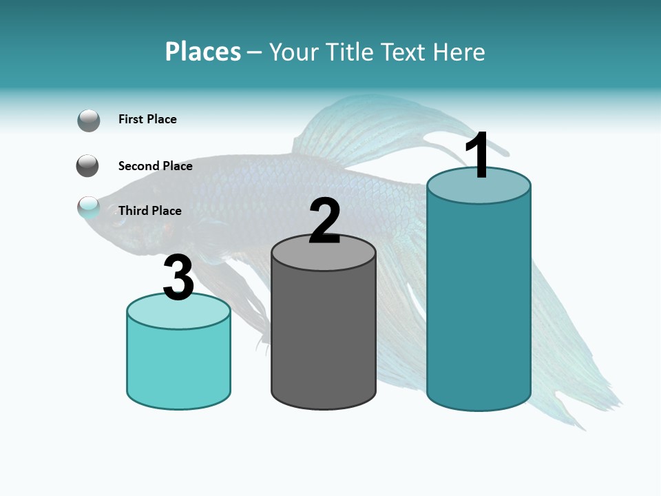 Close-Up On A Fish Skin - Blue Siamese Fighting Fish - Betta Splendens In Front Of A White Background PowerPoint Template