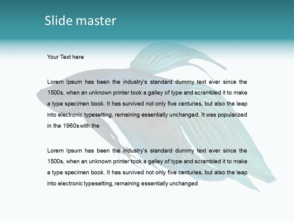 Close-Up On A Fish Skin - Blue Siamese Fighting Fish - Betta Splendens In Front Of A White Background PowerPoint Template