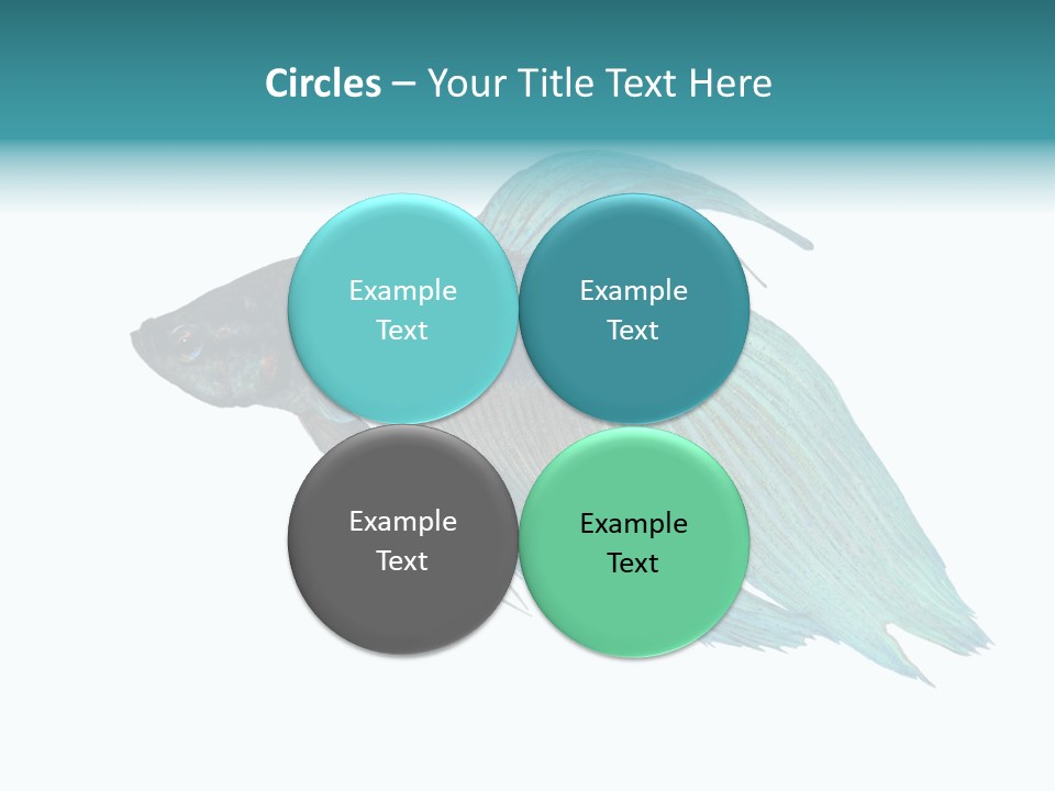 Close-Up On A Fish Skin - Blue Siamese Fighting Fish - Betta Splendens In Front Of A White Background PowerPoint Template